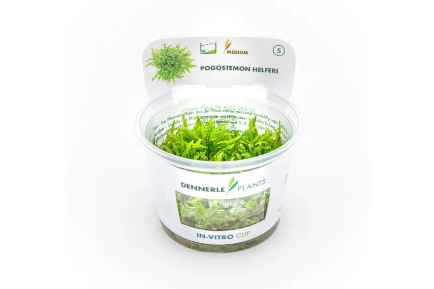 Sternkraut, Pogostemon helferi, In Vitro