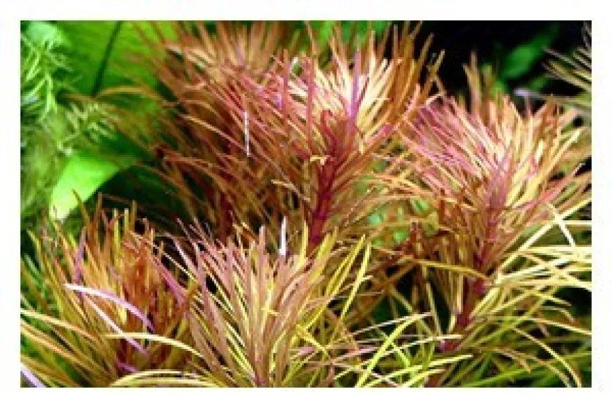 Sternrotala, Eusteralis stellata/Pogostemon stellata, im Topf
