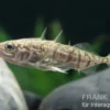 Stichling, Gasterosteus aculeatus, 4-6 cm (Kaltwasser), DNZ