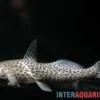 Stierkopf-Antennenwels, Aguarunichthys torosus