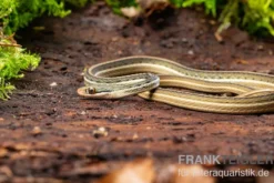 Östliche Bändernatter, Thamnophis sauritus