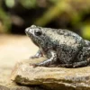 Östliche Engmund-Kröte, Gastrophryne carolinensis