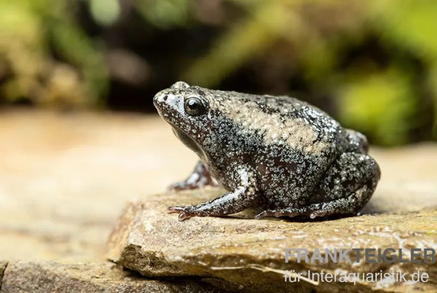 Östliche Engmund-Kröte, Gastrophryne carolinensis