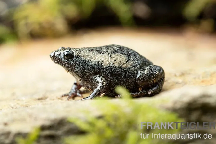 Östliche Engmund-Kröte, Gastrophryne carolinensis