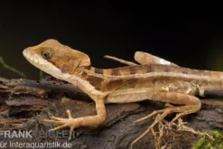 Streifenbasilisk, Basiliscus vittatus, Ohne Geschlechtsauswahl
