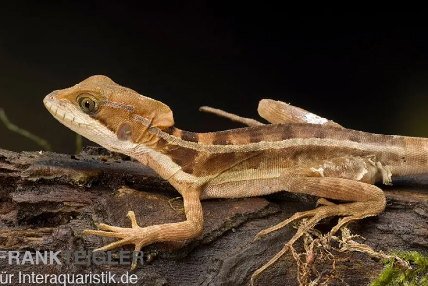 Streifenbasilisk, Basiliscus vittatus, Ohne Geschlechtsauswahl