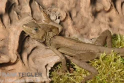 Streifenbasilisk, Basiliscus vittatus, Ohne Geschlechtsauswahl