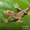 Streifengecko, Gekko vittatus