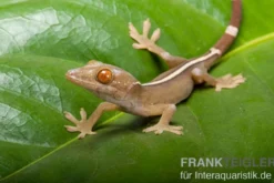 Streifengecko, Gekko vittatus