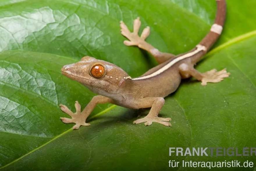 Streifengecko, Gekko vittatus