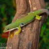 Streifengecko, Phelsuma lineata