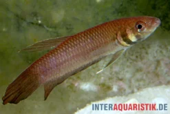 Strohi Kampffisch, Betta strohi