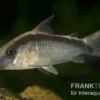 Stromlinien-Panzerwels, Corydoras arcuatus