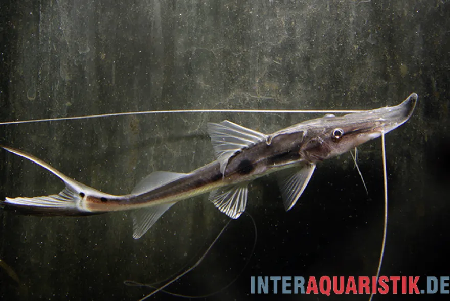 Störspatelwels, Platystomatichthys sturio
