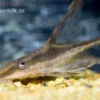 Störwels, Sturisoma aureum, 8-10 cm (Goldbartwels)