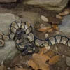 Sugar-Königspython, Python regius