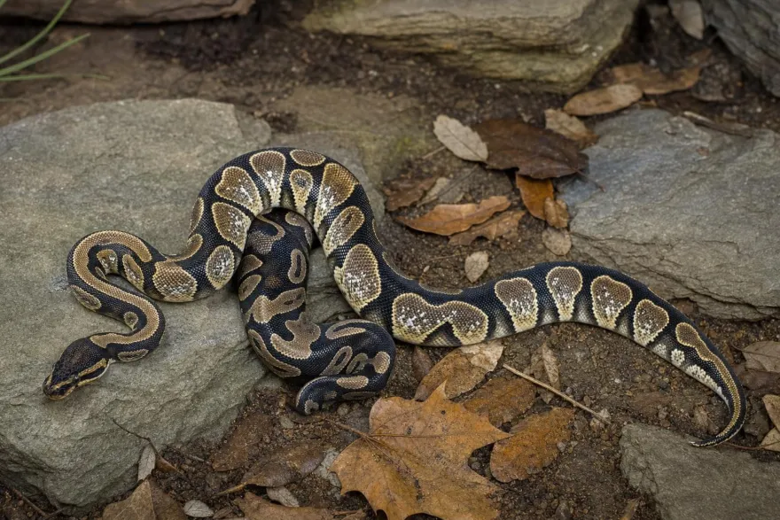 Sugar-Königspython, Python regius