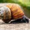 Sulawesi-Triangelschnecke, Tylomelania sinabartfeldi