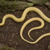 Sulfur-Kornnatter, Pantherophis guttatus