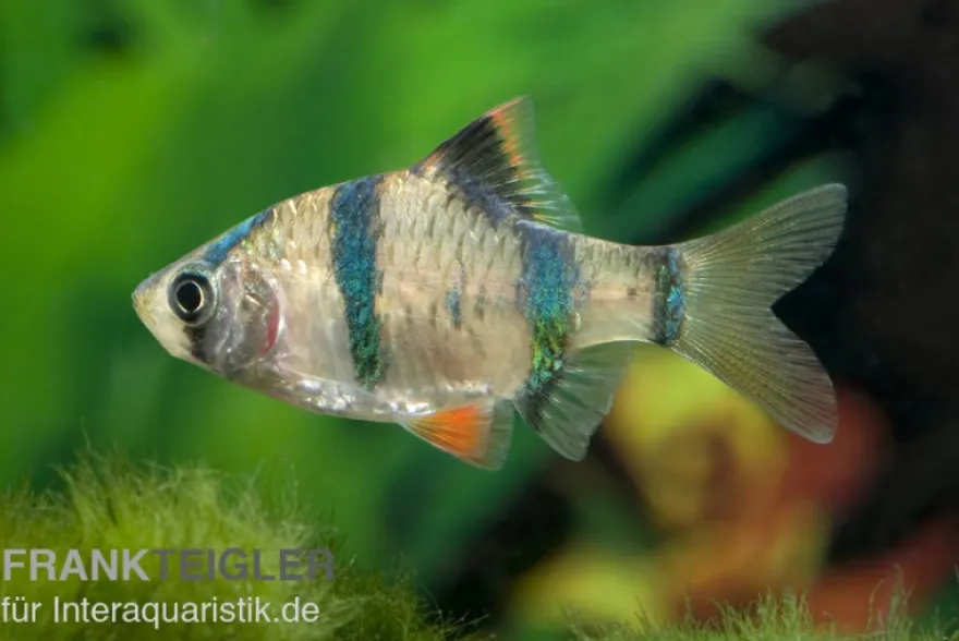 Sumatrabarbe, Barbus tetrazona, DNZ