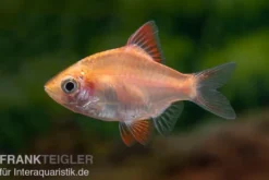 Sumatrabarbe orange, Barbus tetrazona "Rummynose"