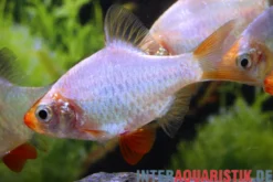 Sumatrabarbe platinum, Barbus tetrazona