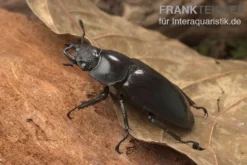 Sumatra-Hirschkäfer, Hexarthrius mandibularis, gemischt