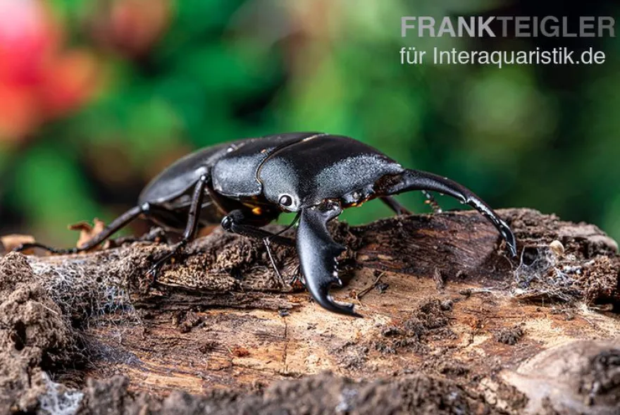 Sumatra-Panzerkopfkäfer, Dorcus titanus sumatra, gemischt