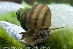 Sumpfdeckelschnecke, Viviparus viviparus (Kaltwasser & Warmwasser)