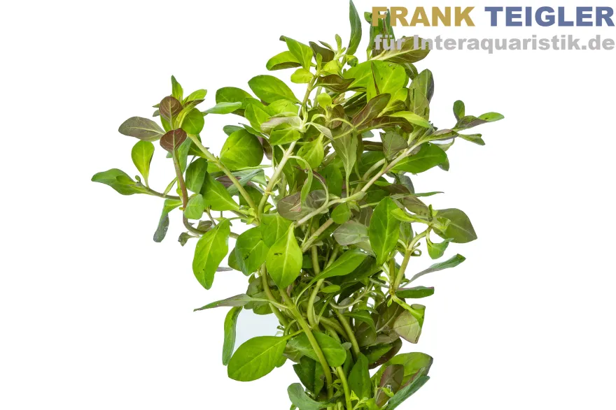 Sumpf-Heusenkraut, Ludwigia palustris, Bund