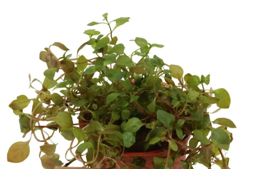Sumpf-Heusenkraut, Ludwigia palustris, im Topf