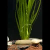 Sumpfschraube, Vallisneria spiralis, im Topf