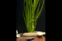 Sumpfschraube, Vallisneria spiralis, im Topf