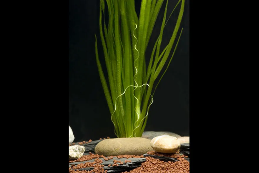 Sumpfschraube, Vallisneria spiralis, im Topf