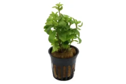 Sunset-Wasserfreund, Hygrophila polysperma "Sunset", im Topf