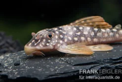 Sunshine Pleco, Sonnenwels, L14, Scobiancistrus aureatus, 4-6 cm