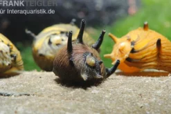 Sun-Snail, Kronenschnecke, Clithon subgranosus