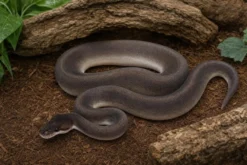 Super-Cinnamon-Pastel-Königspython, Python regius