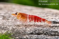 Super Crystal Red Garnele, Caridina logemani