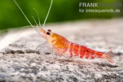 Super Crystal Red Garnele, Caridina logemani