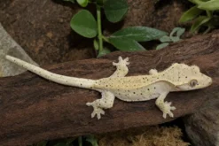 Super-Dalmatian-Kronengecko, Correlophus ciliatus