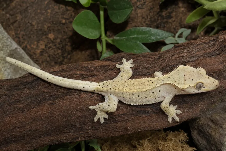Super-Dalmatian-Kronengecko, Correlophus ciliatus
