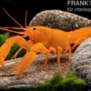 Superorangener Aprikosenkrebs, Cherax cf. holthuisi - Zufällig