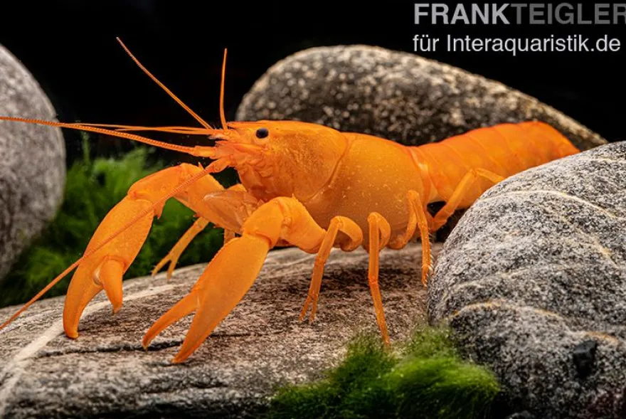 Superorangener Aprikosenkrebs, Cherax cf. holthuisi - Zufällig