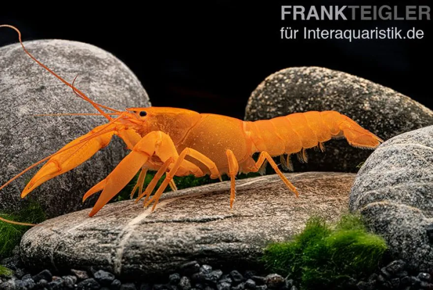 Superorangener Aprikosenkrebs, Cherax cf. holthuisi - Zufällig