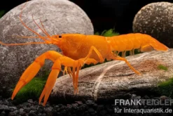 Superorangener Aprikosenkrebs, Cherax cf. holthuisi - Zufällig