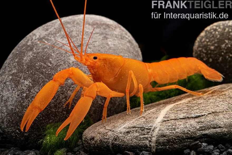 Superorangener Aprikosenkrebs, Cherax cf. holthuisi - Zufällig