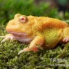 Super Pikachu-Pacman-Frog, Ceratophrys cranwelli Super Pikachu