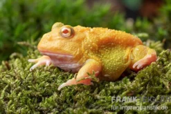 Super Pikachu-Pacman-Frog, Ceratophrys cranwelli Super Pikachu
