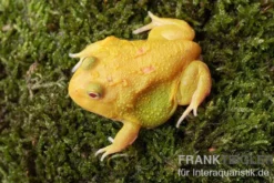 Super Pikachu-Pacman-Frog, Ceratophrys cranwelli Super Pikachu